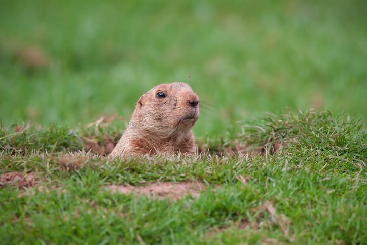 A Groundhog in a Hole Looking Curiously