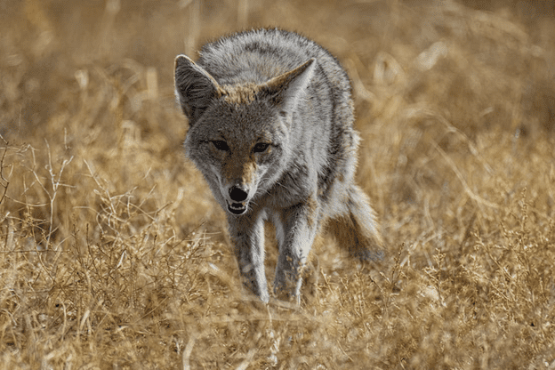 how to get rid of coyotes