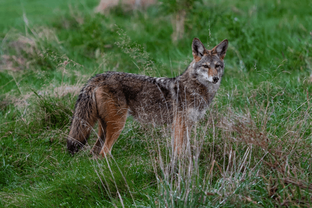 How to keep coyotes out of your yard