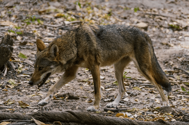 Use Outside T.E.O.S to Keep Coyotes Out