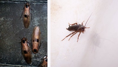 How to get rid of cockroaches overnight