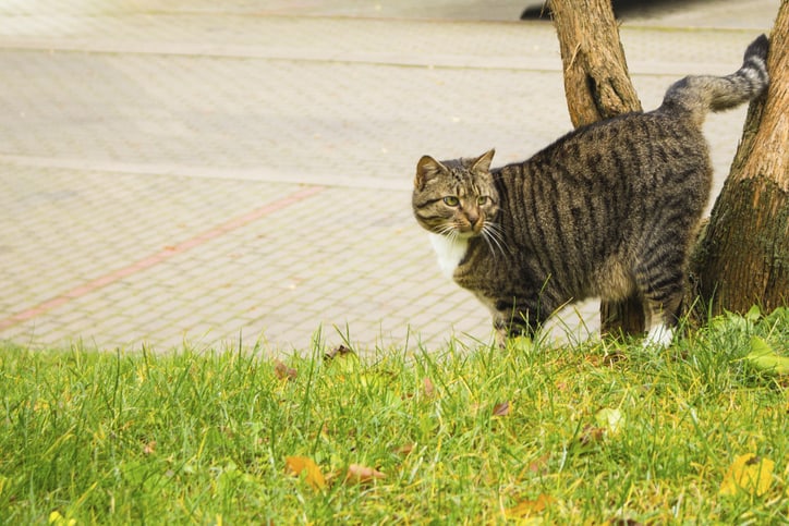 the street cat marks the tree