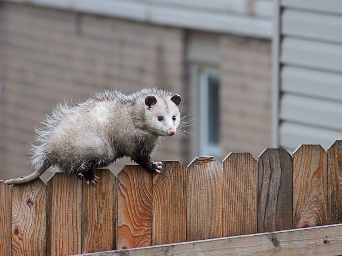 With precison balance, a opossum uses it sharp claws and spiny tail to navigate the top of a picket fence.